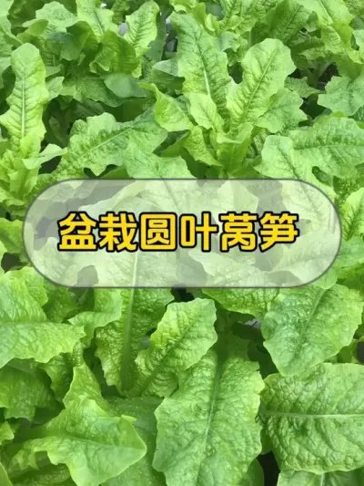这个品种的莴笋叶子很好吃，有人和我一样爱吃莴笋叶子的吗？#记录我的种植生活 #盆栽莴笋 #我的小菜园 #楼顶菜园