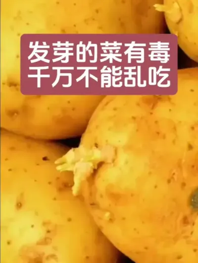 发芽的菜不能随便吃#三农 #健康养身