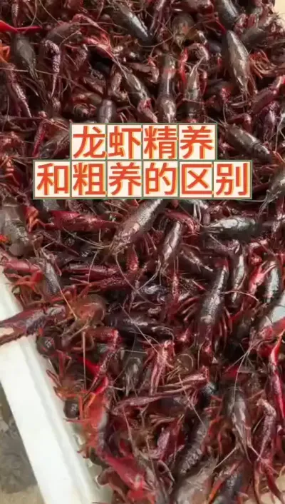 龙虾精养和粗养的区别 #小龙虾 #三农 #养虾人 #渔德盛 #2025新农人计划