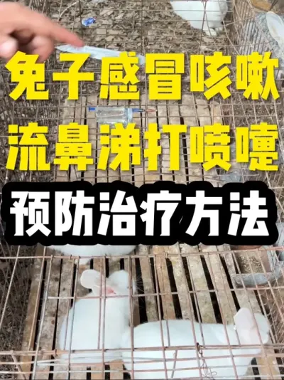 兔子流鼻涕打喷嚏呼吸道的预防 #养兔技术交流中心 #养兔七分靠管理三分靠技术 #养兔技术管理预防治疗教学 #秋季兔子鼻炎肺炎预防治疗方法 #关注我教你养兔