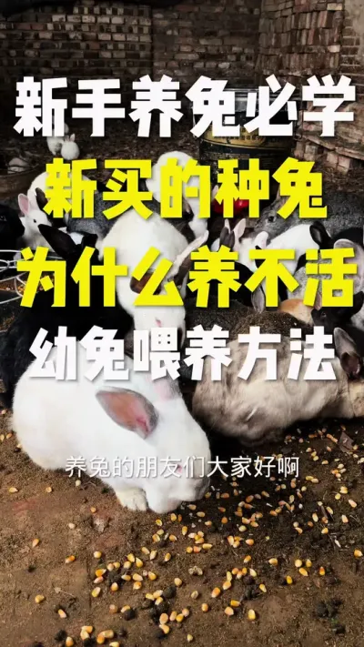 新买的种兔为什么养不活？ #养兔子注意事项 #养兔三分靠管理七分靠技术 #科学养兔#新买的兔子为什么养不活 #每天分享养殖技术和经验