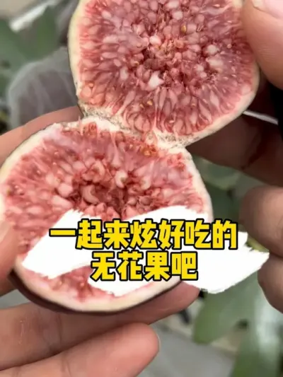 楼顶盆栽的无花果又可以采摘了！赶紧炫起来！#记录我的种植生活 #盆栽果树 #无花果 #楼顶菜园 #波姬红无花果