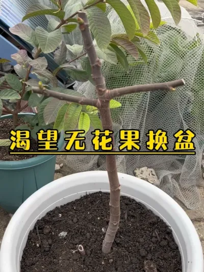 渴望无花果换盆，去年它刚回来很瘦弱，今年长得强壮了很多，希望今年多多结果，不枉费我下肥，哈哈。#记录我的种植生活 #盆栽果树 #盆栽无花果#渴望无花果 #无花果