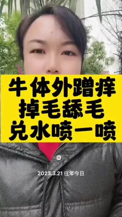 牛体外舔毛，蹭痒，掉毛影响牛生长#牛羊养殖 #西门塔尔育肥牛 #自繁自养 #西门塔尔母牛