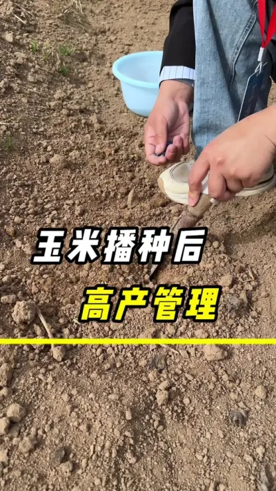 玉米播种后，高产管理#玉米 #三农 #农业 #玉米金大棒 #玉米种植