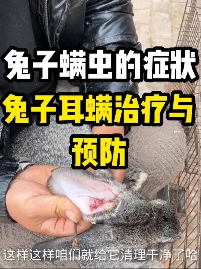 兔子螨虫的治疗与预防 #养兔技术经验分享 #兔子螨虫 #养兔技术经验分享 #幼兔预防管理#养兔三分靠管理七分靠技术