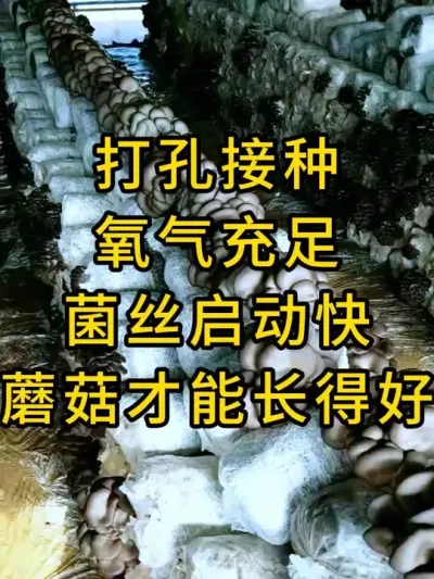 平菇种植这样做，，搭配好工具事半功倍，你也来试试吧#平菇种植 #打孔器 #菌种打孔器