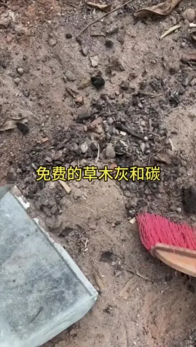 免费的草木灰和碳，怎么样我都要搞回去，种个无花果什么的，太香了。#记录我的种植生活 #楼顶菜园 #盆栽果树 #种菜