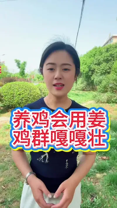 养鸡会用姜鸡群嘎嘎壮#养鸡#科学养鸡#散养土鸡#养鸡妙招#鸡鸭鹅养殖