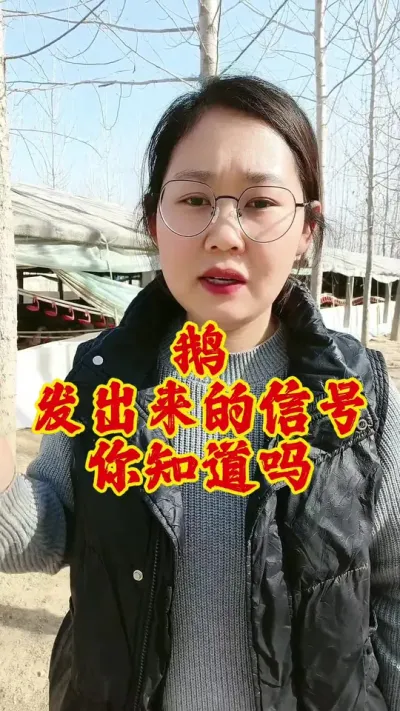 鹅发出来的这些信号，你了解吗#养鹅 #养鹅人 #鹅 #养鹅技术分享 #科学养鹅