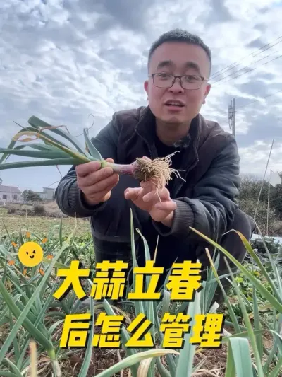 大蒜立春后怎么管理？蒜头怎么结的大？#种植小技巧 #我的小菜园 #我爱种菜 #学种菜 #关注我一起学种菜