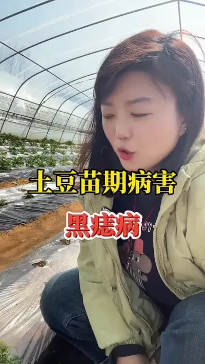 土豆苗期一大病害黑痣病#土豆种植 @抖音小助手 #春耕进行时