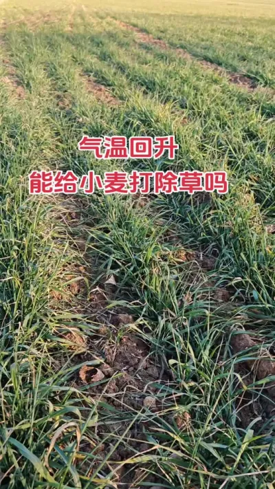 气温回升小麦除草可以打吗#农业种植技术 #抖音助农 #种地不容易 #服务三农 #小麦