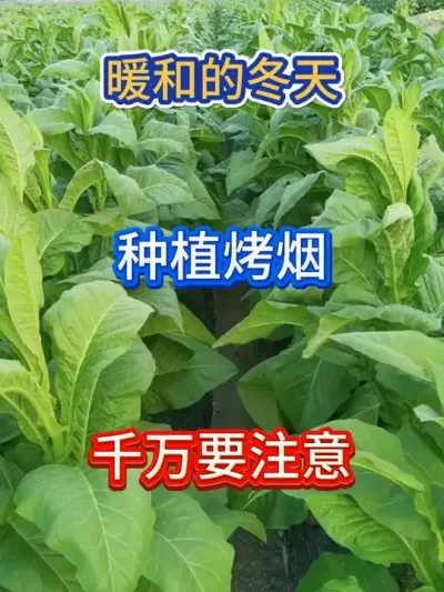 暖冬天气，种植烤烟，一定要注意 #服务三农支持三农 #农业种植 #烤烟 #烤烟种植 #烤烟种植技术与管理