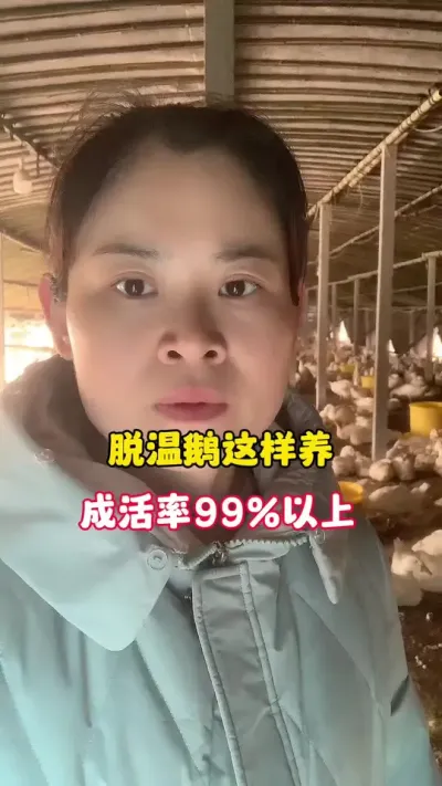脱温鹅这样养，成活率99%以上。#科学养鹅 #养鹅技术分享 #养殖人加油 #养鹅人 #三农
