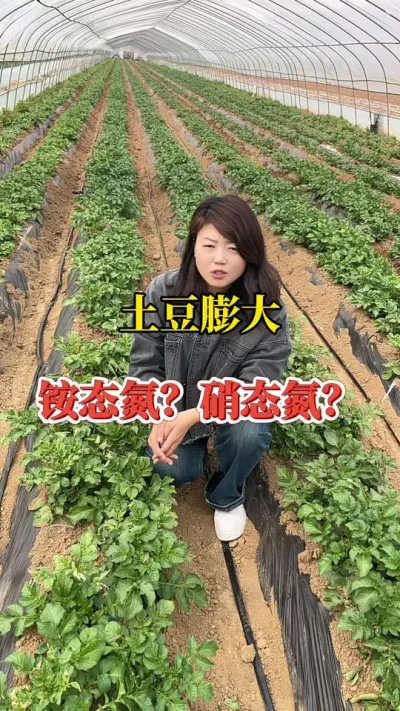 马铃薯膨大期，氮肥使用要注意！#马铃薯种植 马铃薯#种植技术分享