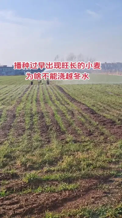 今年的小麦严重干旱，但是对于播种过早旺长的小麦却是好事#抖音助农扶农 #小麦 #服务三农 #田间地头 #农民不易