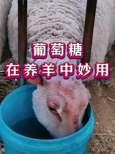 葡萄糖在养羊中妙用 #养羊  #三农  #新手养羊  #养殖