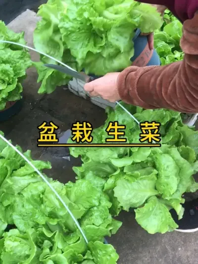 盆栽生菜太容易种了，它又爆盆了，赶紧摘了回家煮。#记录我的种植生活 #我的小菜园 #自己种的纯天然的绿色蔬菜 #我爱种菜 #生菜
