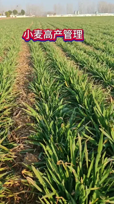 小投入大回报，每亩增产300斤#抖音助农 #农业人 #小麦种植管理技术 #小麦 #农业种植技术