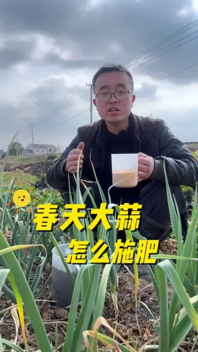 春天大蒜怎么施肥最好？大蒜施肥方法#种植小技巧 #我的小菜园 #关注我一起学种菜 #每天分享蔬菜种植技巧 #楼顶种菜