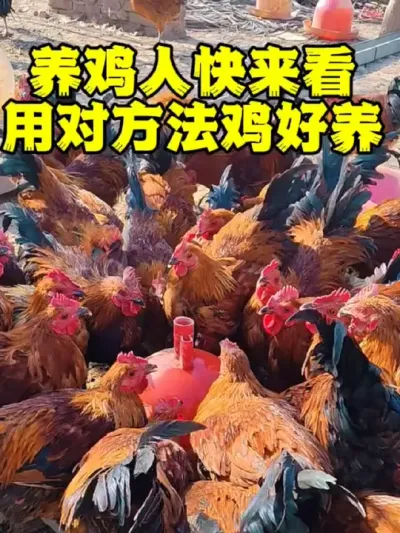 养鸡人快来看用对方法鸡好养#鸡病防治 #养鸡#科学养鸡#散养土鸡