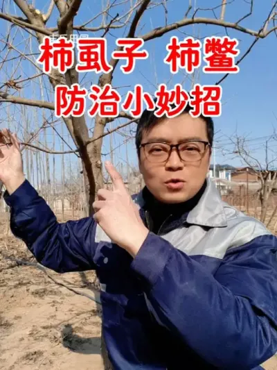 不用打药，轻松搞定柿子树柿虱子 柿鳖 #柿子树  #柿子树蚧壳虫专用药 #柿子 #蚧壳虫怎样彻底消灭 #果树种植