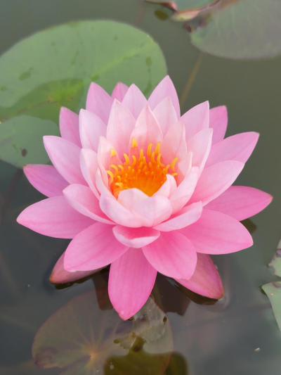 'Lingbo Feise' 凌波妃色#睡莲[话题]# #夏日睡莲[话题]# #园艺[话题]# #点缀生活的鲜花[话题]# #园艺生活[话题]# #莫奈睡莲[话题]# #花卉绿植[话题]# #切花[话