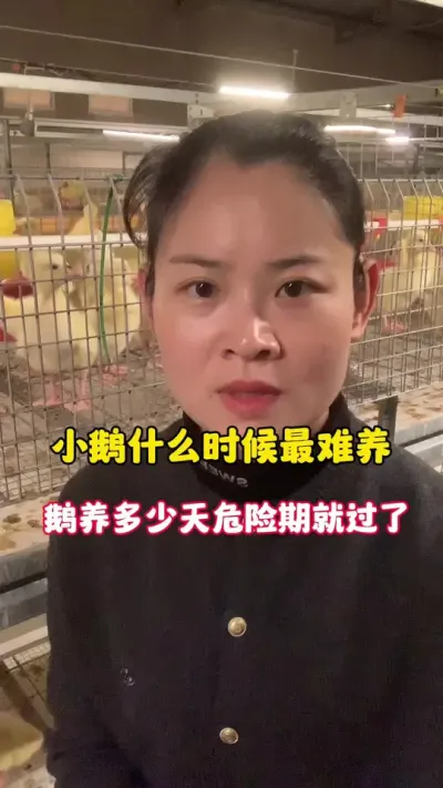 小鹅什么时候最难养？小鹅养多少天危险期就过了。#养鹅人 #养鹅技术分享 #狮头鹅 #肉鹅 #三农