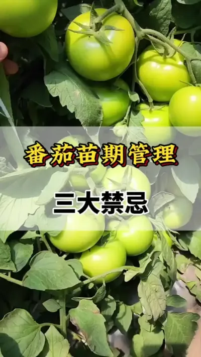 西红柿苗期管理，三大禁忌#番茄种植方法及管理技术 #西红柿种植#西红柿苗#分享农业知识帮农民增产增收 #服务三农支持三农