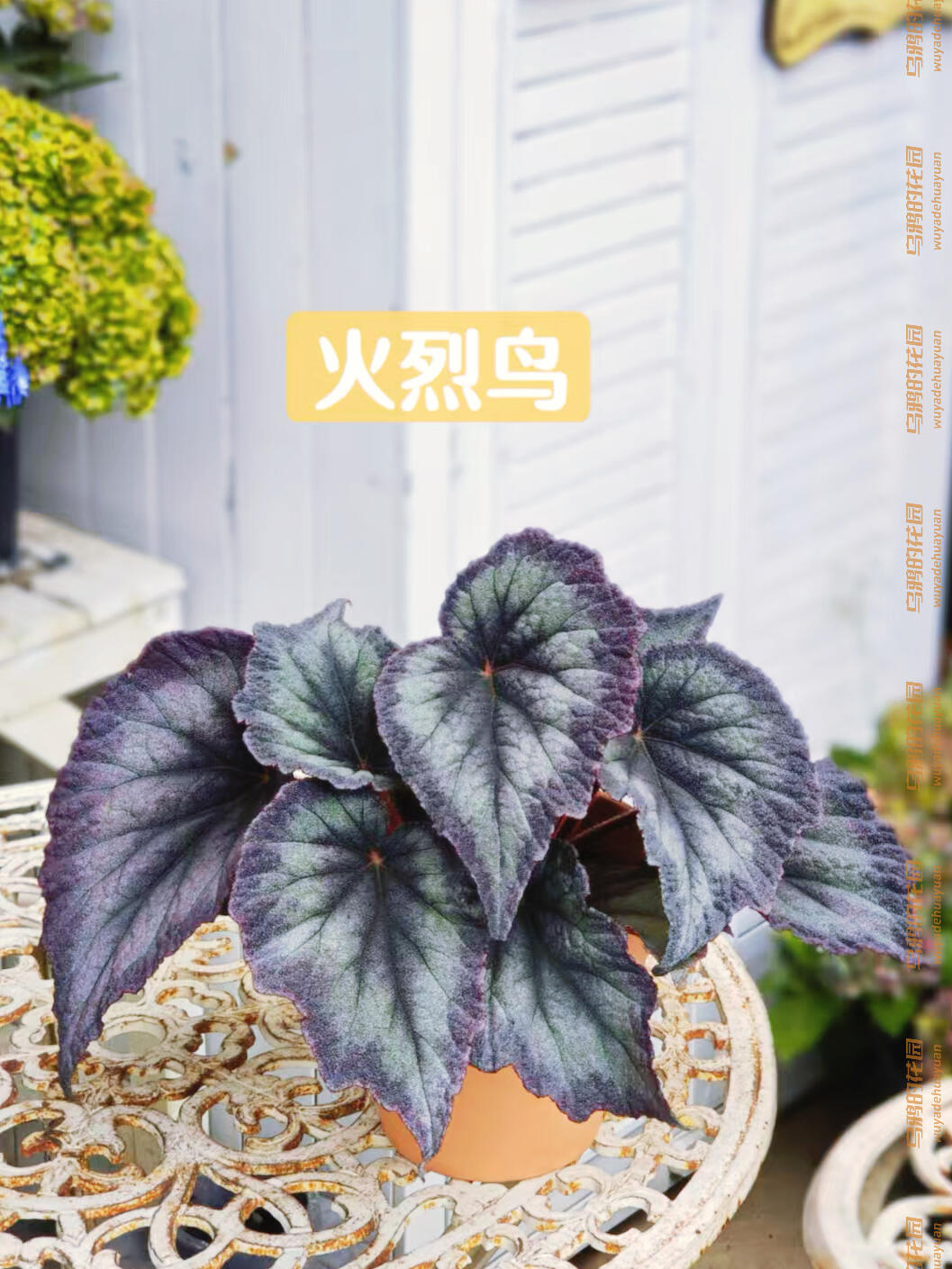 http://static.ixuenong.com/pxn/uploads/prod/thirdfile/2025/05/334cdfb81fc4a031737f6ff62ae3d9e1.jpg