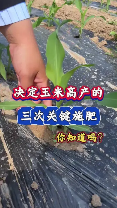 决定玉米高产的三次关键施肥，您知道是哪三次吗#玉米高产 #玉米种植 #农业知识 #肥料 #三农