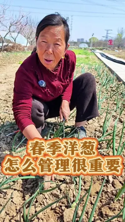 洋葱的管理方法 洋葱的管理方法#洋葱种植 #生菜杨姐 #蔬菜种植 #三农