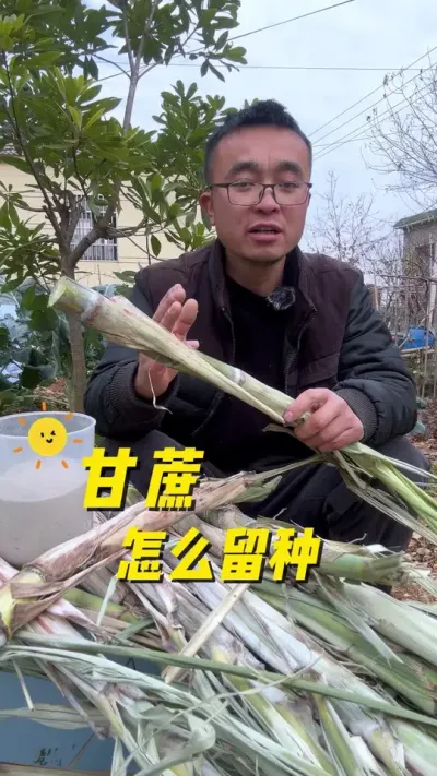 甘蔗怎么留种？甘蔗留种方法？#关注我一起学种菜 #种植小技巧 #我的小菜园 #记录我的种植生活 #田园生活