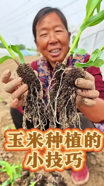 玉米种植的小技巧 玉米的种植小技巧#玉米种植 #三农 #种植小技巧 #生菜杨姐