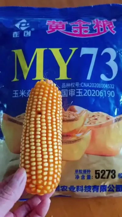 黄金粮MY73到底好不好，明年还有没有人种#抖音助农 #心系三农服务三农 #农业种植技术 #农业人 #玉米