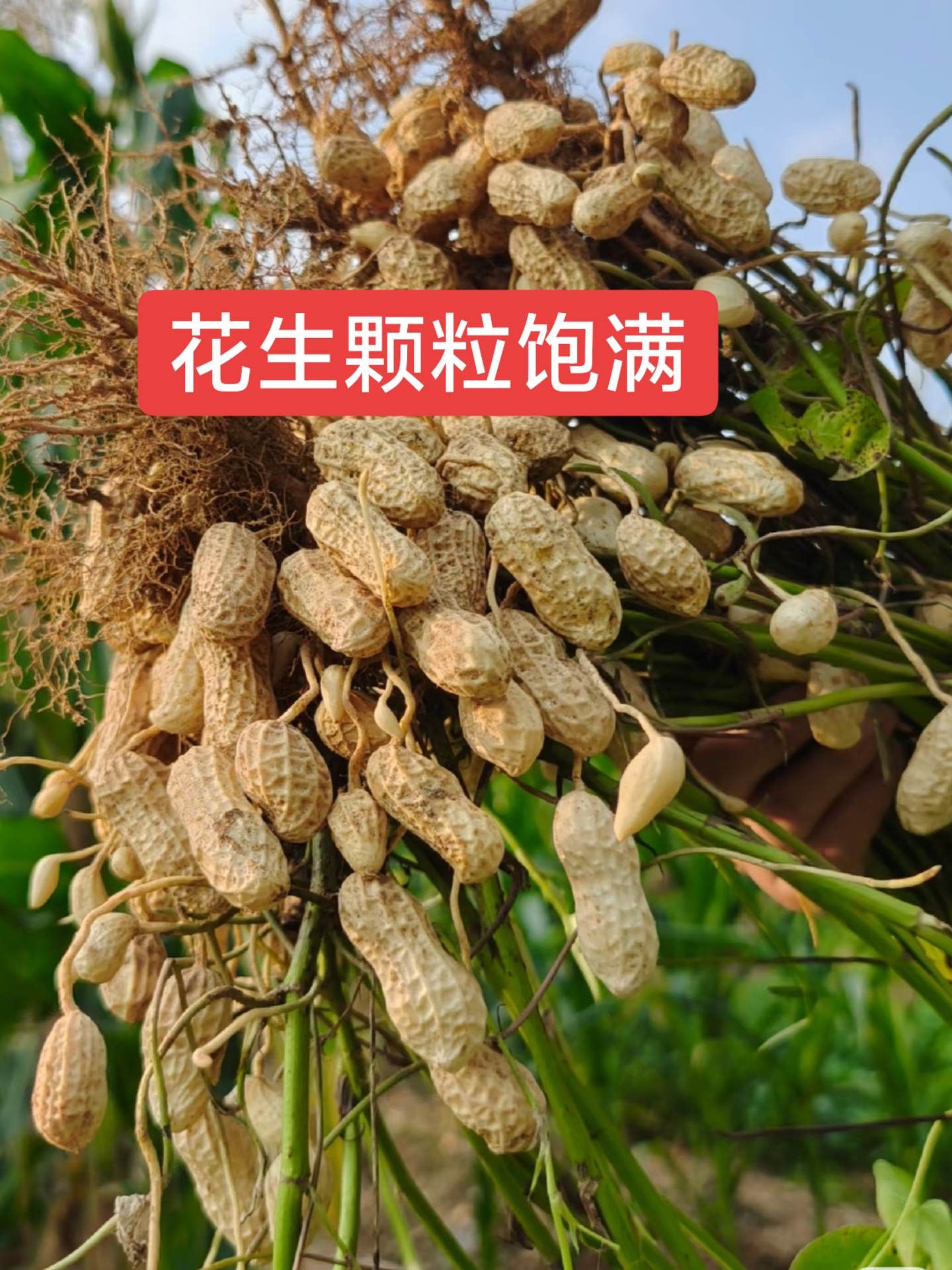 http://static.ixuenong.com/pxn/uploads/prod/thirdfile/2025/05/3414725aad91880ba6880eb33aadafb9.jpg