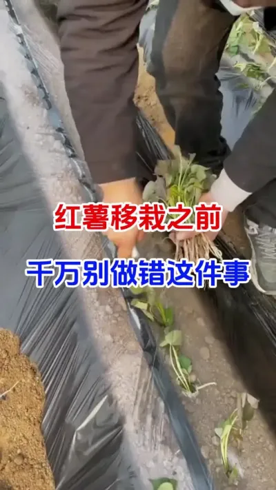 红薯移栽之前千万别做错这件事#红薯种植#红薯移栽#蘸根配方 #红薯高产#分享农业知识帮农民增产增收