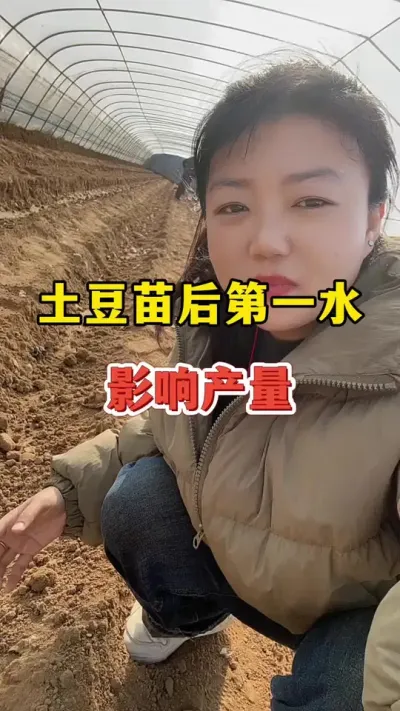 土豆苗后第一水，决定产量高低#土豆高产种植 #土豆种植 @抖音小助手