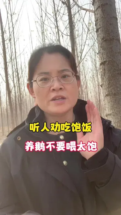 听人劝吃饱饭，但是养鹅千万不能喂太饱。#科学养鹅 #养鹅人 #养鹅技术分享 #养殖人加油 #上热门🔥