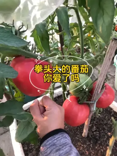 拳头大的阿巴坎玫瑰番茄，我的天命，它又来了！#记录我的种植生活 #盆栽番茄#阿巴坎玫瑰 #番茄