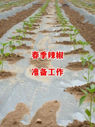 春季辣椒种植准备工作要做起来了#辣椒种植 #辣椒 #小米辣 #线椒 #来抖音学农技