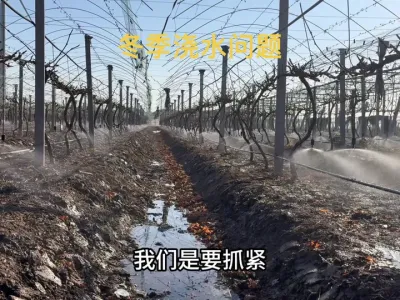 葡萄浇过冬灌水之后，需不需要再进行二次浇水？#葡萄种植 #果园管理 #农业种植 #农技推广 #阳光玫瑰葡萄