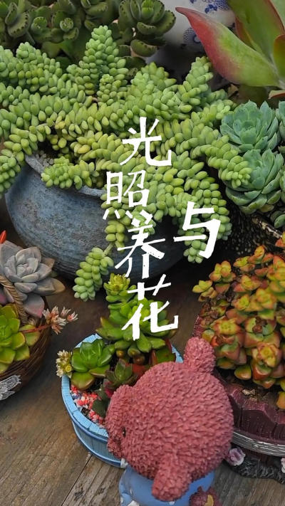 光照与养花阳光正好，养花正好
#花卉绿植[话题]# #点缀生活的鲜花[话题]# #爱生活爱养花[话题]# #种花吧不负时光[话题]#