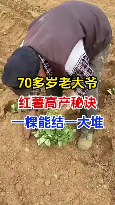 70多岁老大爷分享红薯高产秘诀#红薯种植#红薯管理#红薯施肥 #红薯高产#分享农业知识帮农民增产增收