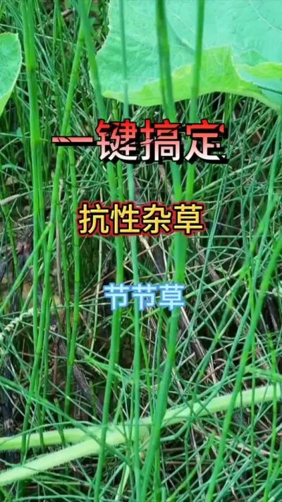 #节节草如何除 #牛筋草怎么治才能根除 #除草剂 #杂草克星