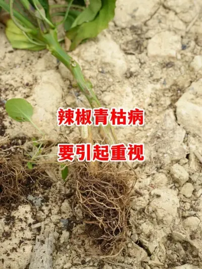 辣椒出现青枯病死苗要引起重视#辣椒种植 #辣椒 #小米辣 #线椒 #来抖音学农技