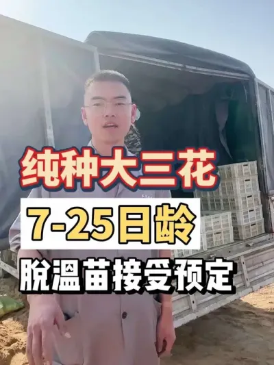 7-25日龄脱温苗接受预定！看看咱家的小鹅环境怎么样？只要环境设备管理跟上了，不可能养不好鹅！#养鹅技术分享 #养鹅人 #三农 #养鹅技术找晓雨