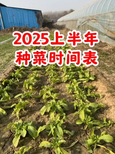 2025年上半年种菜时间表 #种菜 #蔬菜#农业种植 #蔬菜种植 #关注我一起学种菜