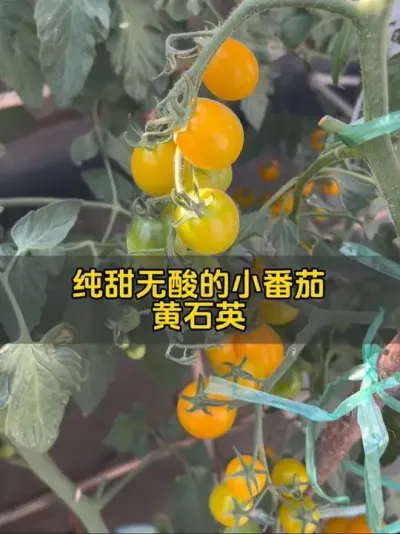 黄石英小番茄依然给力，采摘多次，追肥后继续的开花结果和成熟！#记录我的种植生活 #番茄🍅 #我的小菜园 #盆栽番茄 #黄石英番茄